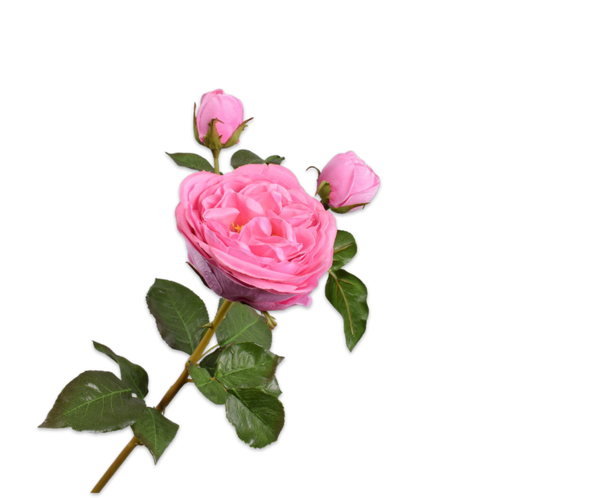 Rose 57cm RealTouch Pink