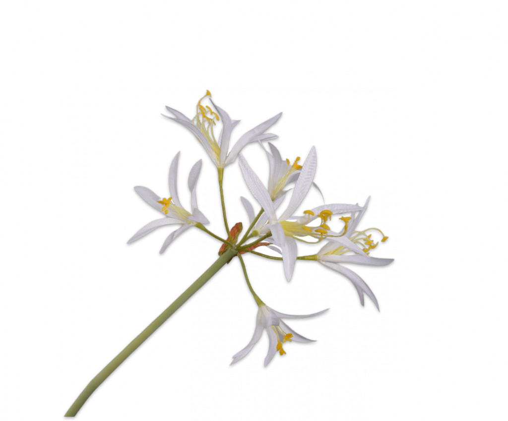 Nerine 89cm White