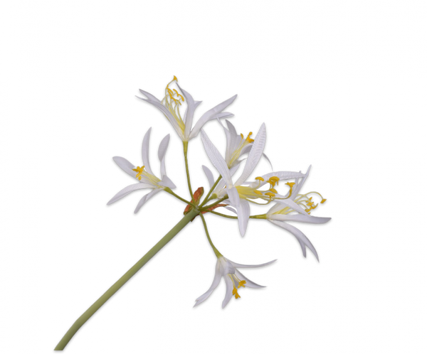 Nerine 89cm White