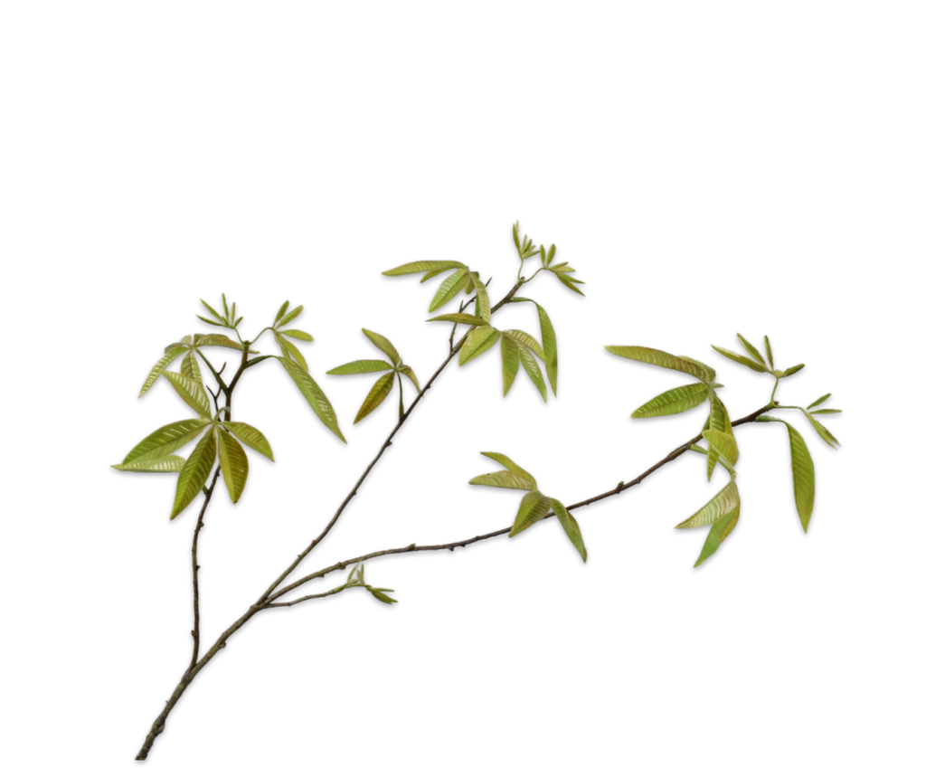 Maple | Érable 92cm Green