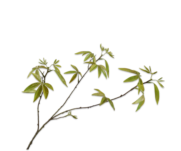 Maple | Érable 92cm Green