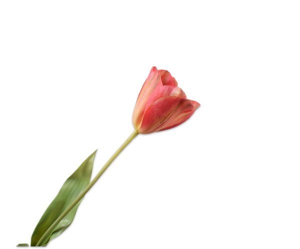 Tulip | Tulipe 72cm RealTouch Red Yellow