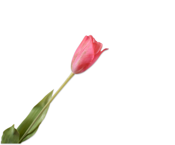 Tulip | Tulipe 72cm RealTouch Pink Yellow