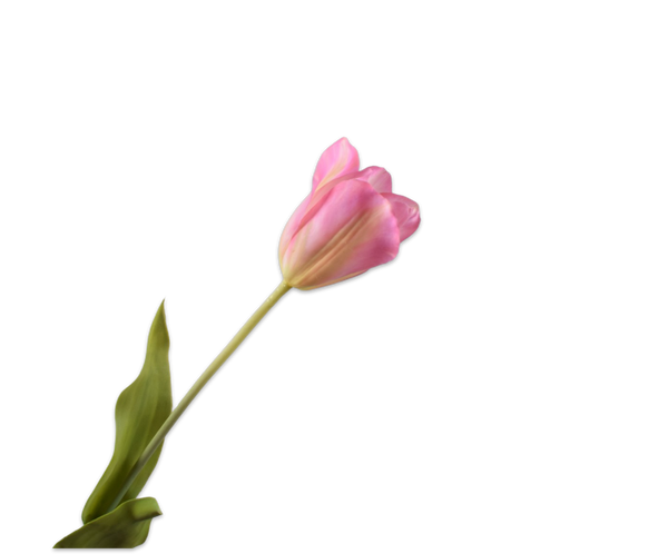 Tulip | Tulipe 72cm Pink Green