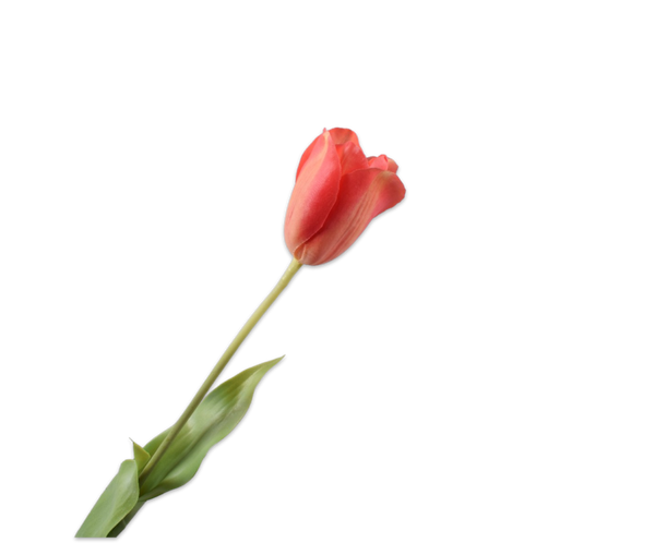 Tulip | Tulipe 72cm RealTouch Light Red