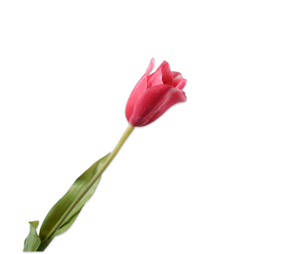 Tulip | Tulipe 72cm RealTouch Beauty