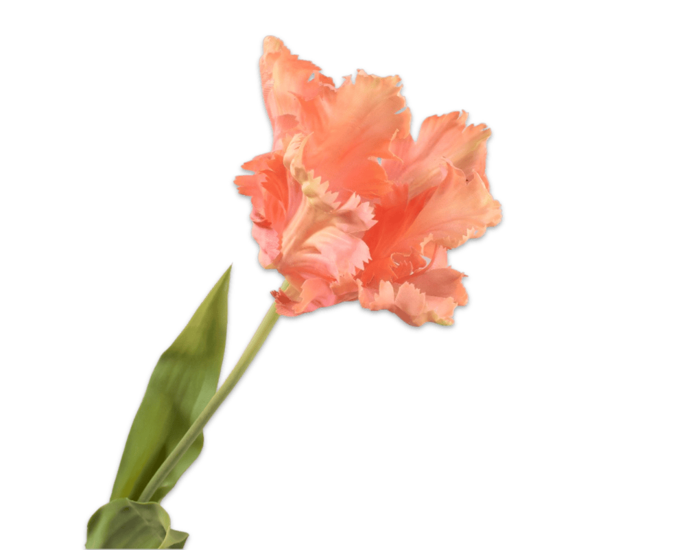 Tulip | Tulipe 71cm RealTouch Peach