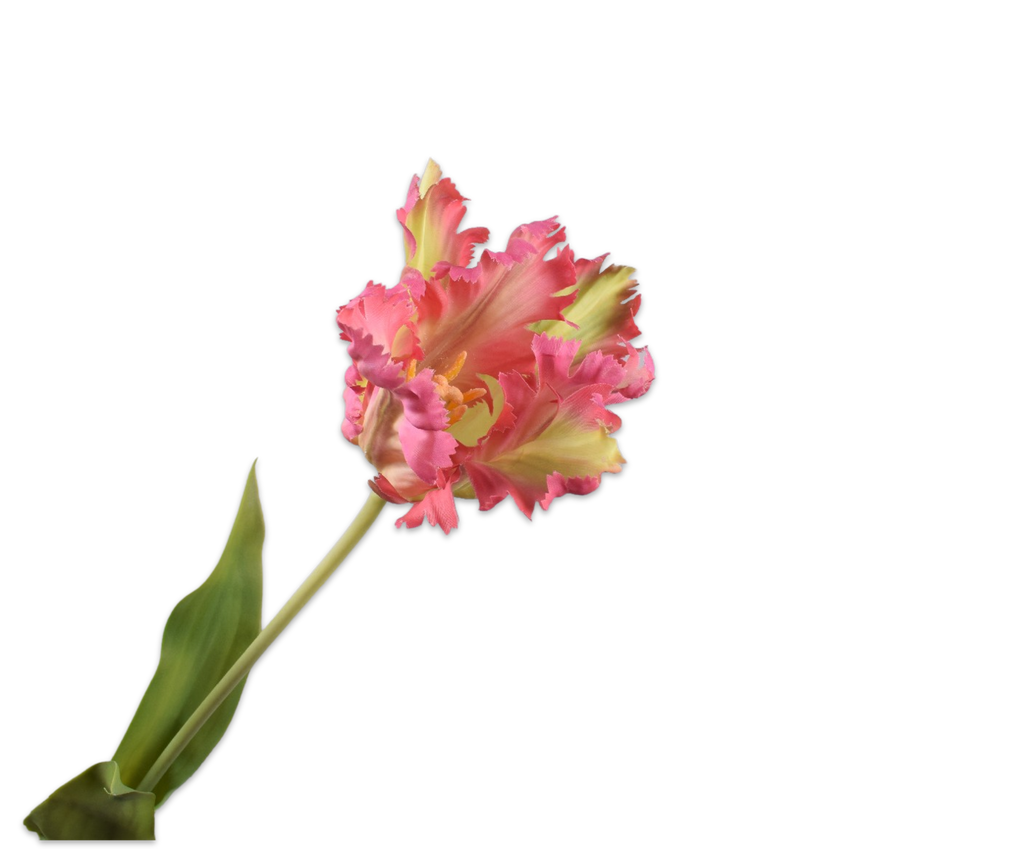 Tulip Parrot | Tulipe Perroquet 71cm Pink Green