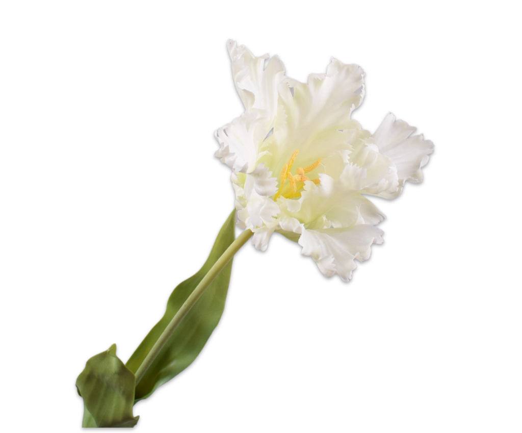 Tulip Parrot | Tulipe Perroquet 71cm RealTouch White