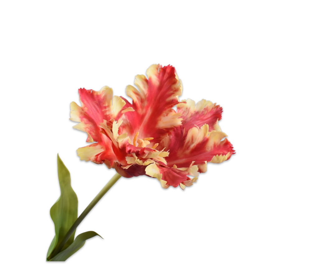 Tulip Parrot | Tulipe Perroquet 71cm Red Yellow