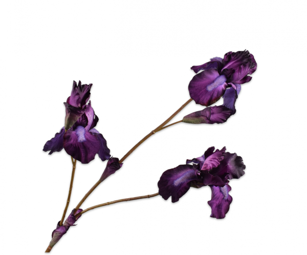 Iris 102cm Purple