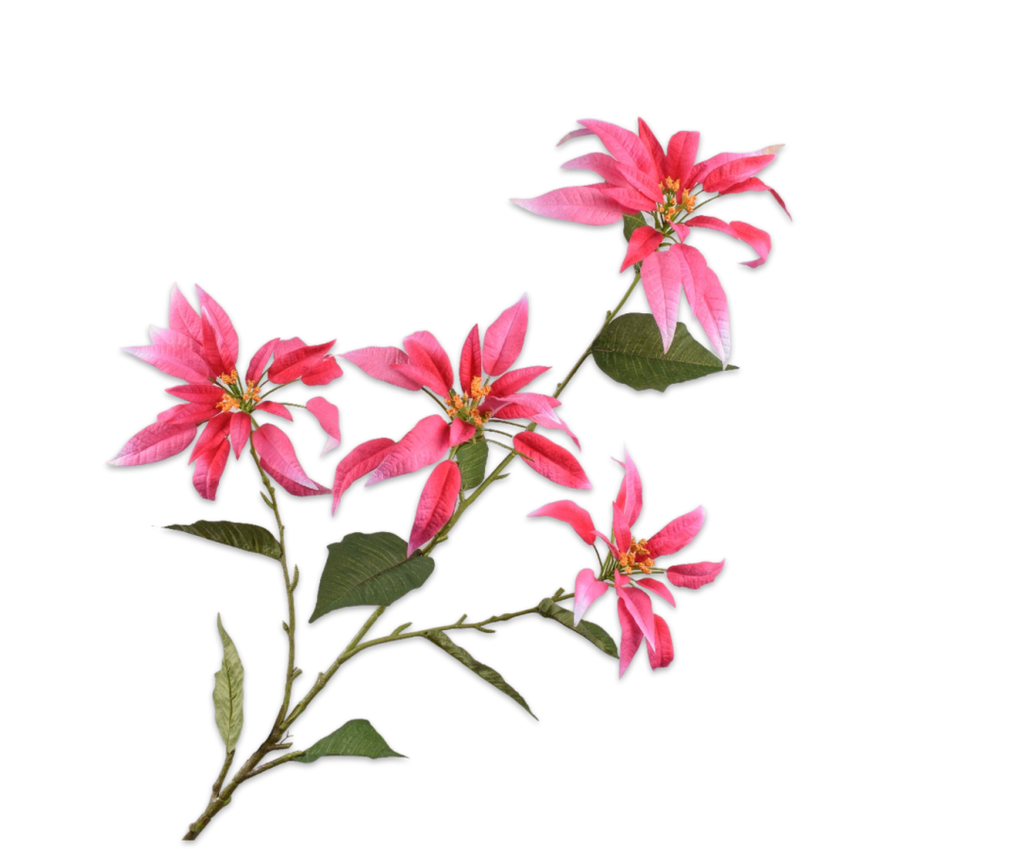 Poinsettia | Étoile de Noël 143cm Beauty