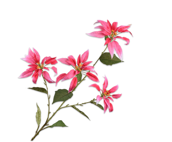 Poinsettia | Étoile de Noël 143cm Beauty