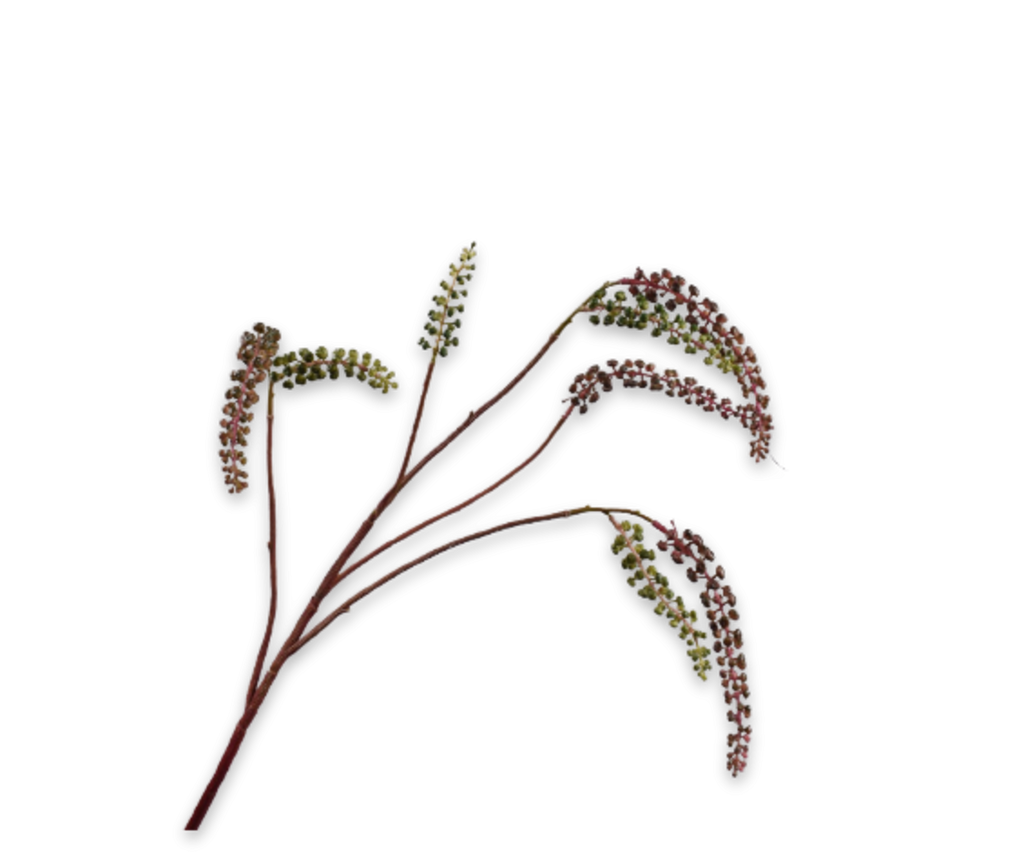 Phytolacca | Raisin d'Amérique 95cm Purple Green