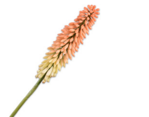 Kniphofia 90cm Peach