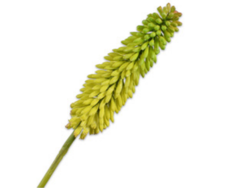 Kniphofia 90cm Green