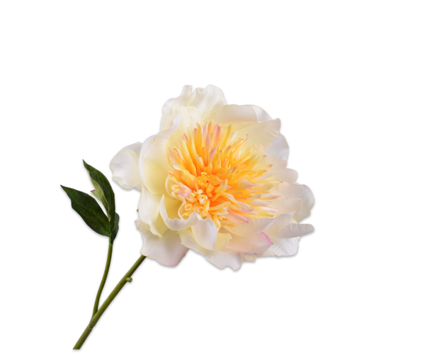 Peony | Pivoine 56cm RealTouch Cream