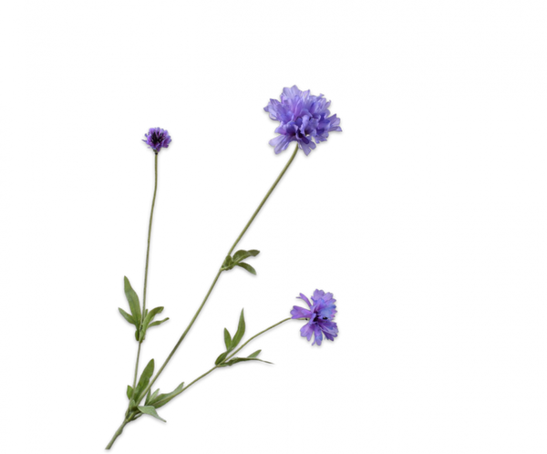 Cornflower | Bleuet