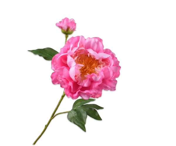 Peony | Pivoine 79cm RealTouch Pink