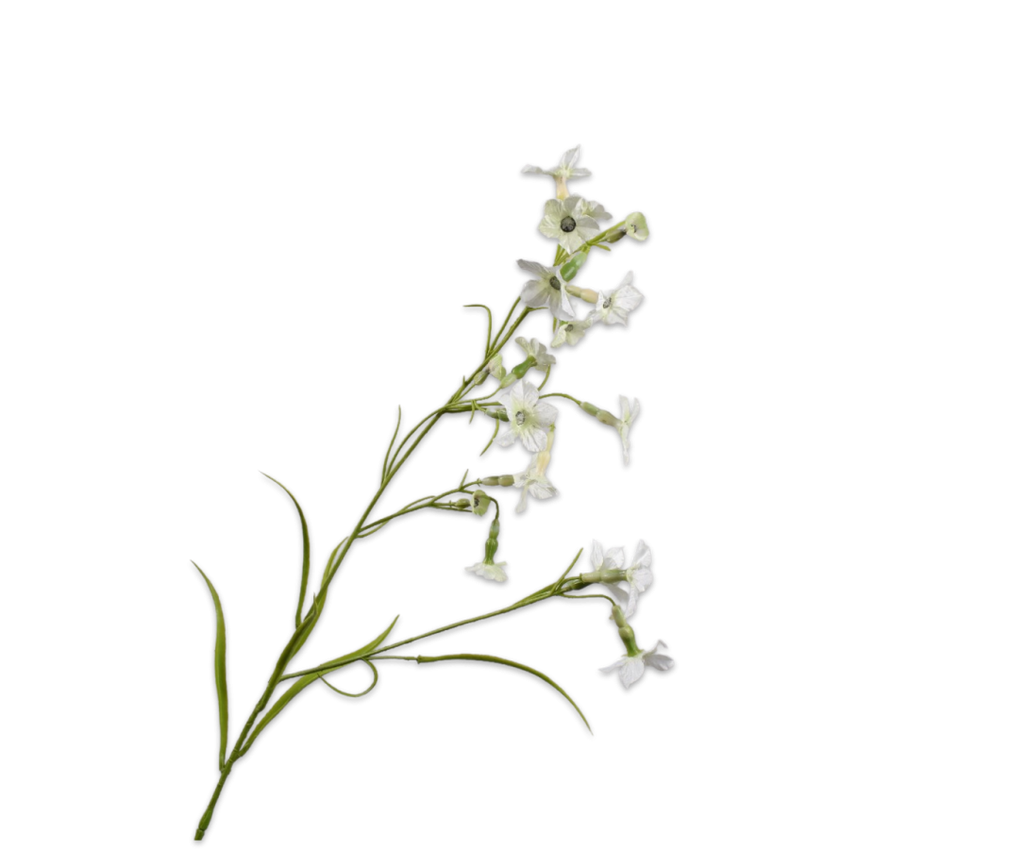 Nicotiana 78cm Cream
