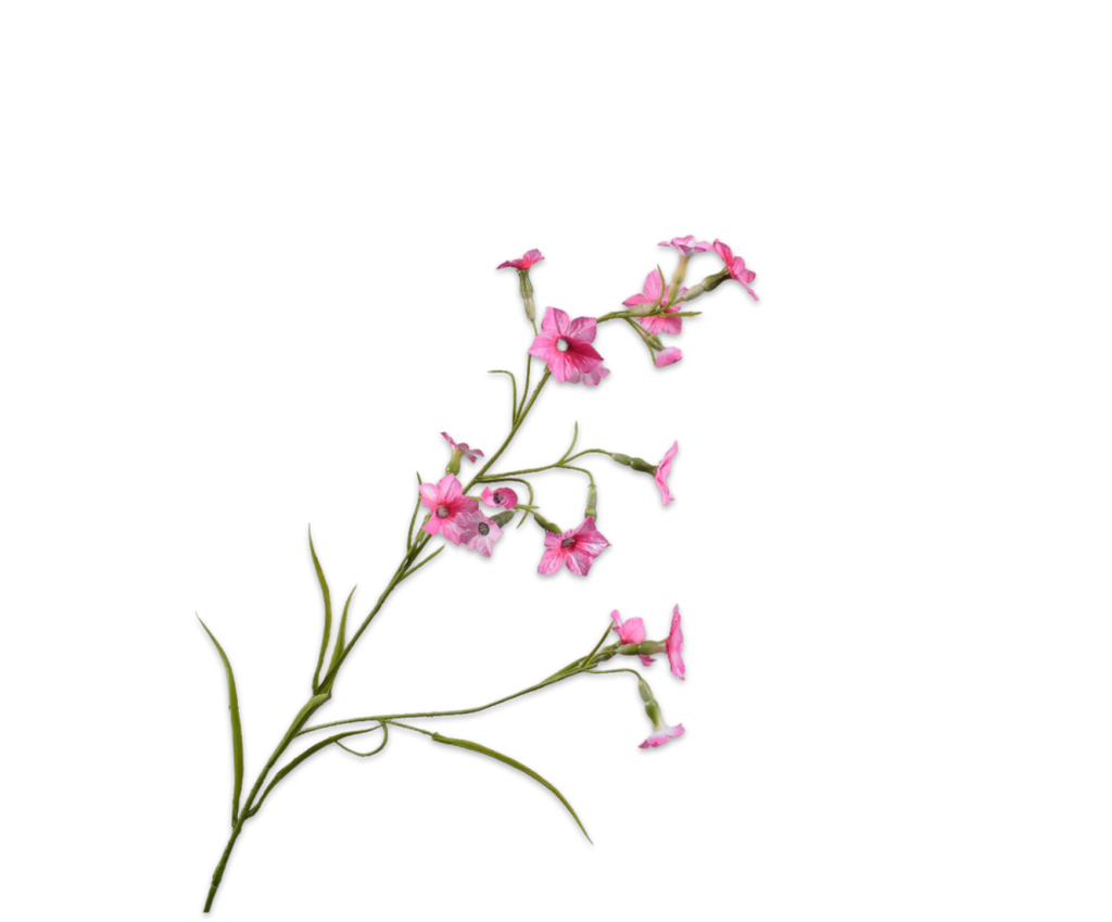Nicotiana 78cm Pink