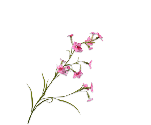 Nicotiana 78cm Pink