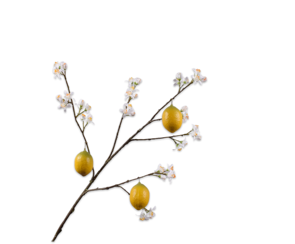 Lemon | Citronnier 96cm White Yellow