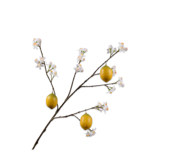 Lemon | Citronnier 96cm White Yellow