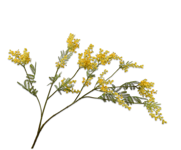 Mimosa 111cm Yellow