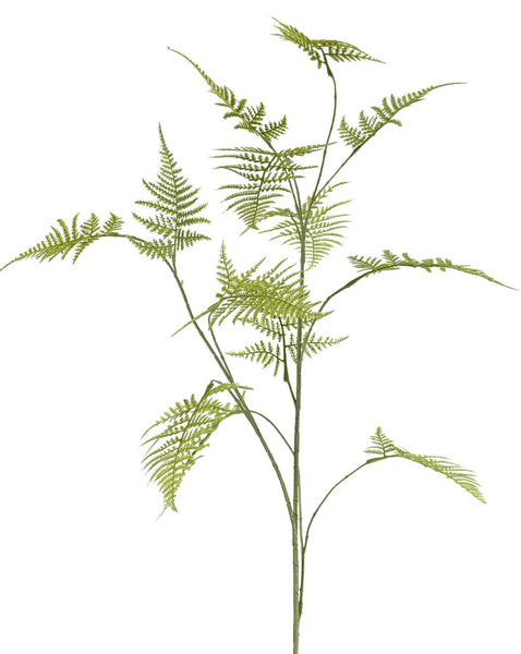Asparagus | Asparagus 140cm Green
