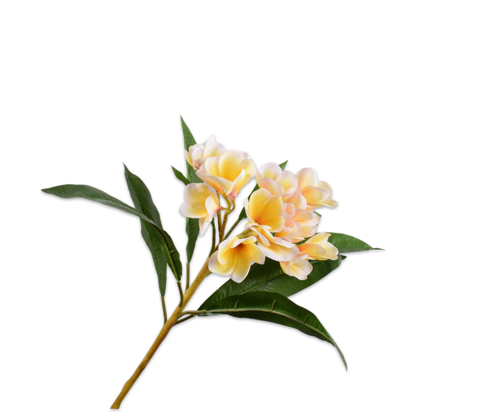 Plumeria | Frangipanier 81cm Cream