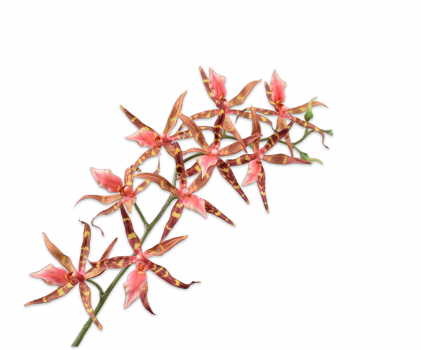 Orchid | Orchidée 94cm Brown Pink