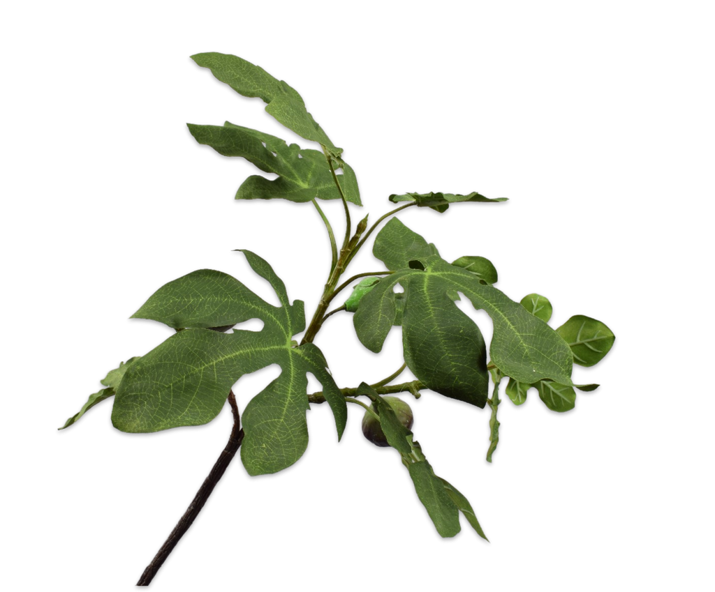Fig | Figuier 75cm Green Mauve