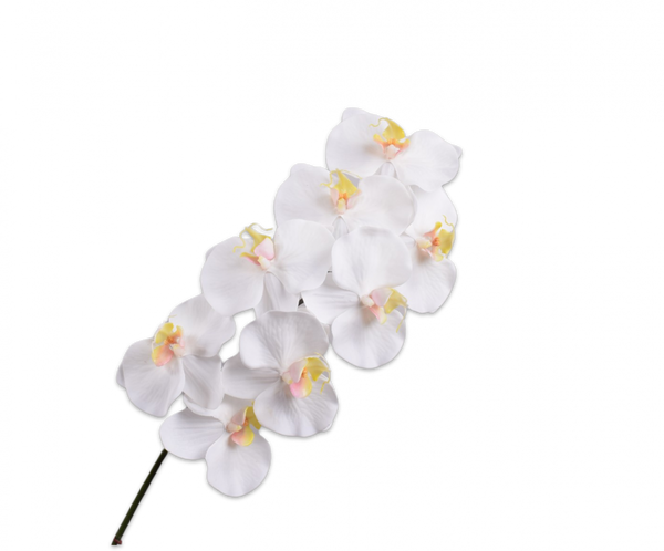 Orchid | Orchidée 83cm RealTouch White