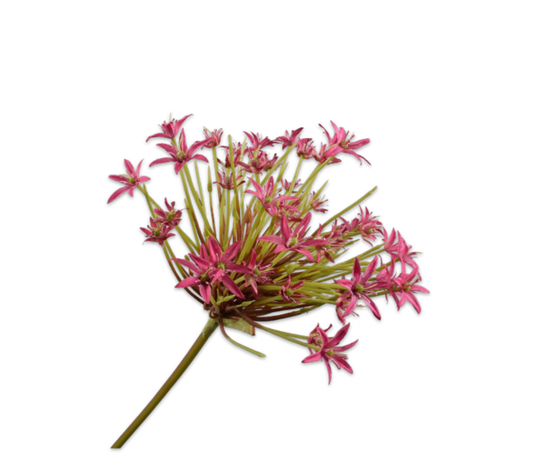 Allium 93cm Beauty