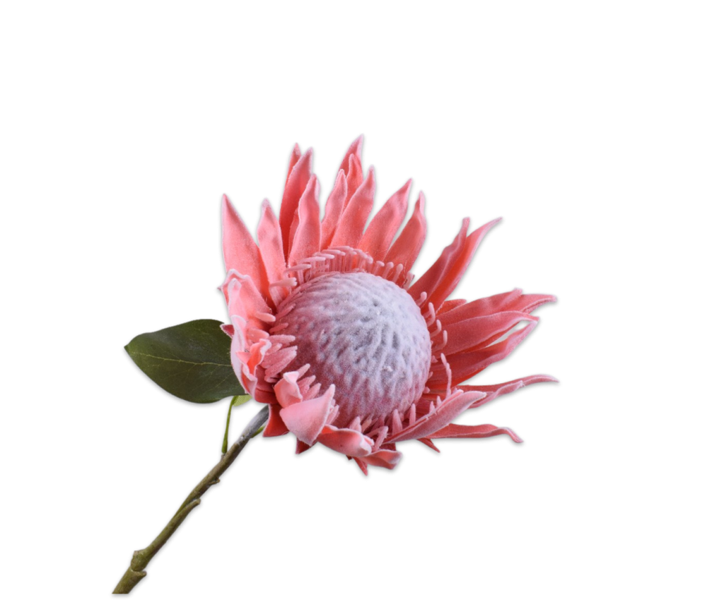 Protea 70cm Pink