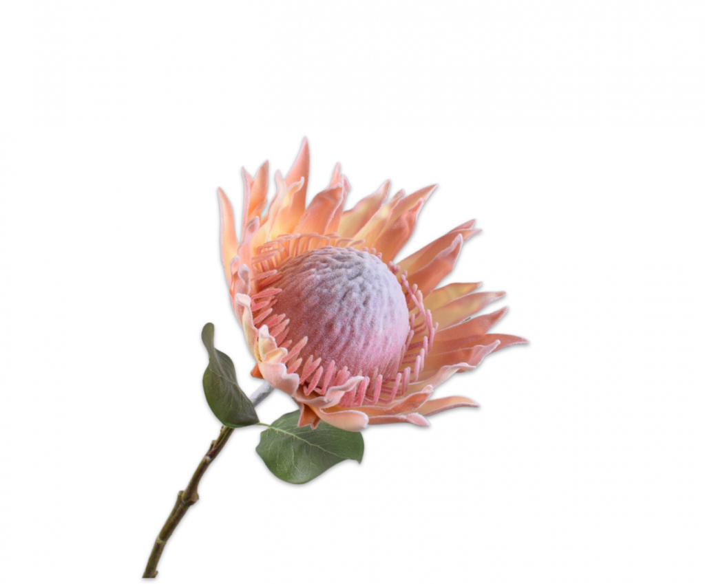 Protea 70cm Salmon