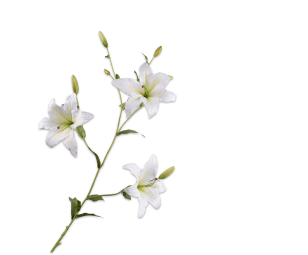 Lily | Lys 132cm White