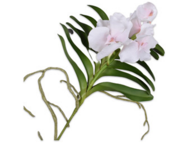 Orchid | Orchidée 42cm Cream