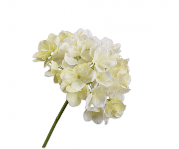 Hydrangea | Hortensia 48cm Cream