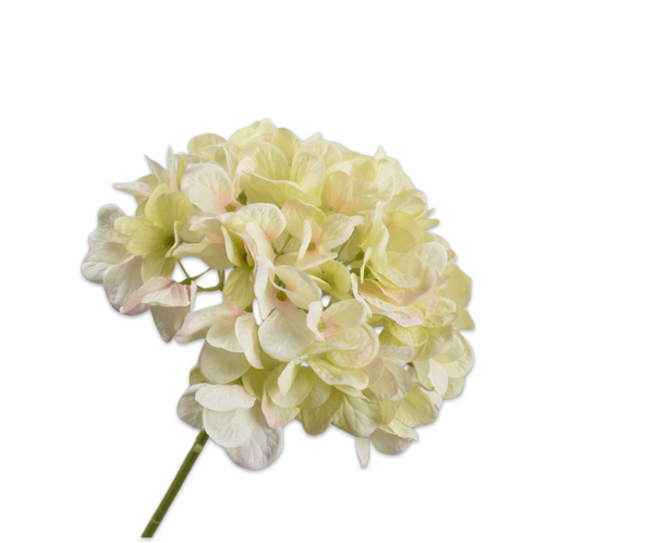 Hydrangea | Hortensia 48cm Cream Green