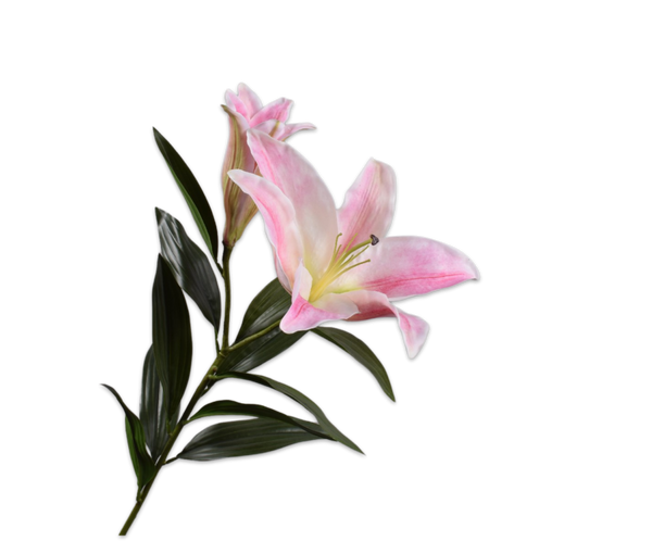 Lily | Lys 100cm Pink Cream