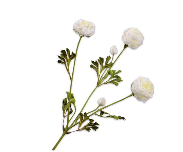 Ranunculus | Renoncule 65cm RealTouch Cream