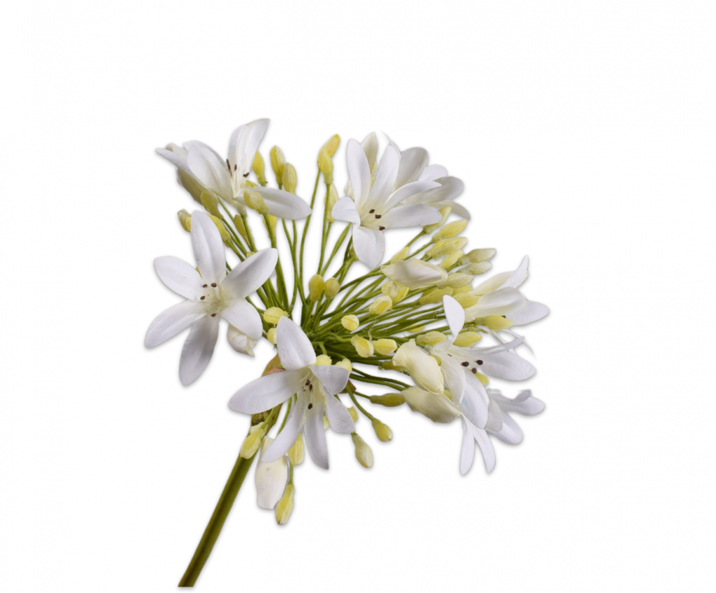 Agapanthus 92cm Cream