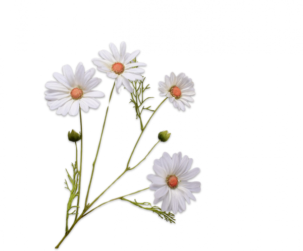 Daisy | Marguerite 60cm RealTouch Cream