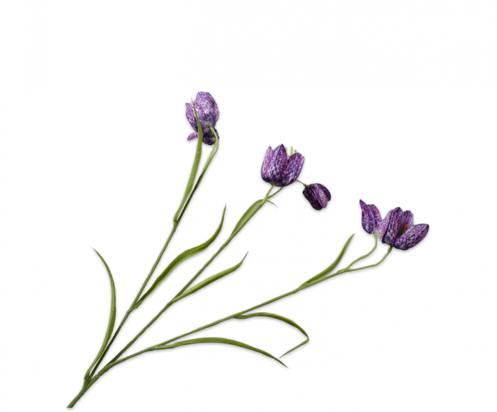 Fritillaria 64cm Purple