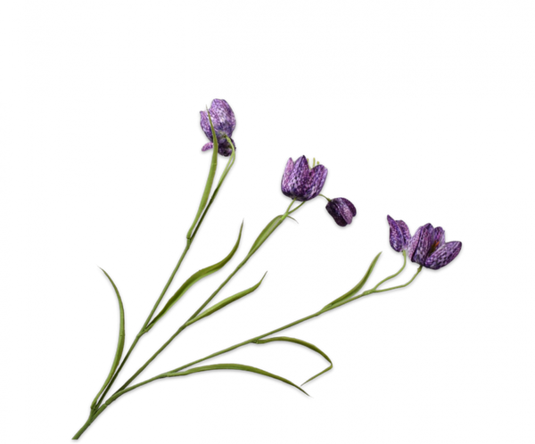 Fritillaria 64cm Purple