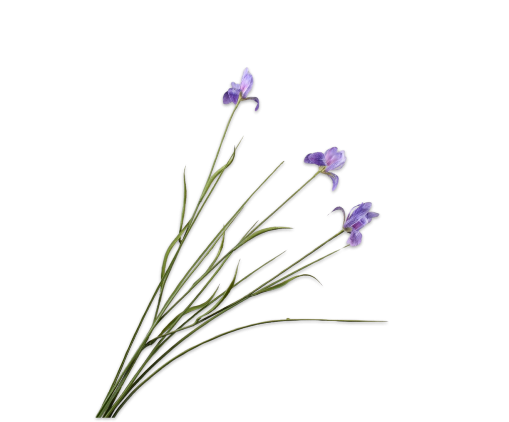 Iris 71cm Lavender