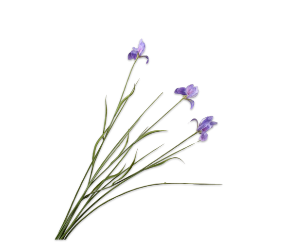 Iris 71cm Lavender