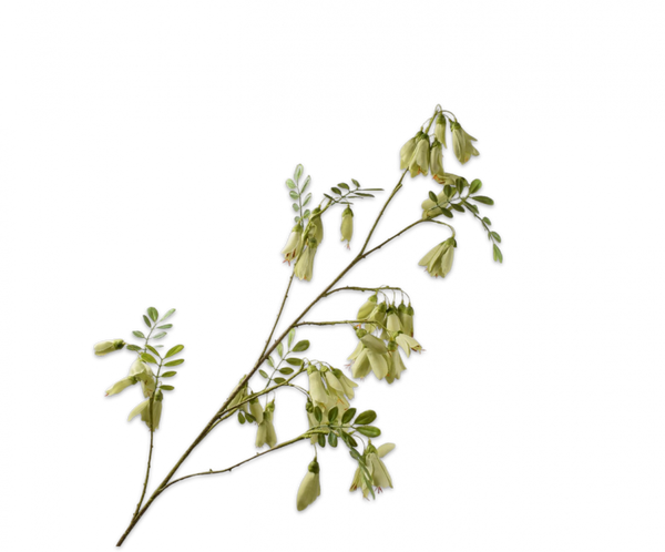 Campanula 118cm Green